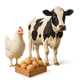 حسابداری دامداری و مرغ داری
